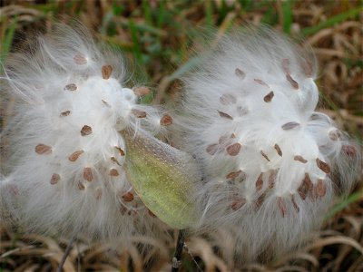 Темно-коричневые семена ваточника покрыты длинными шелковистыми белыми ворсинками-волосками photo