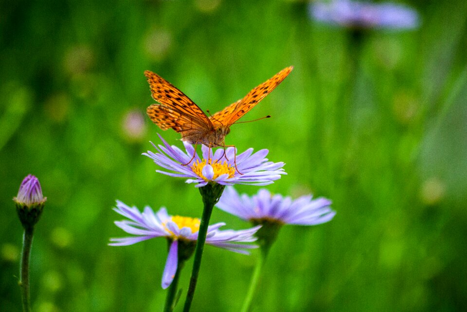 Purple garden summer