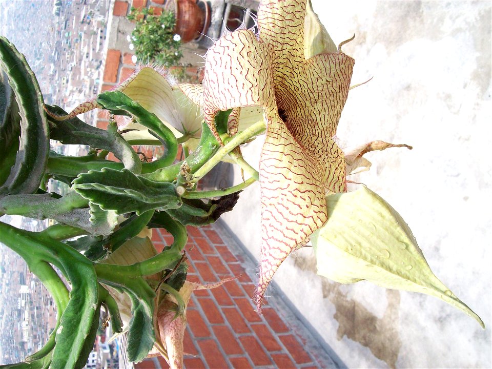 flores cactaceas, la flor huele a carne podrida y a trae a moscas