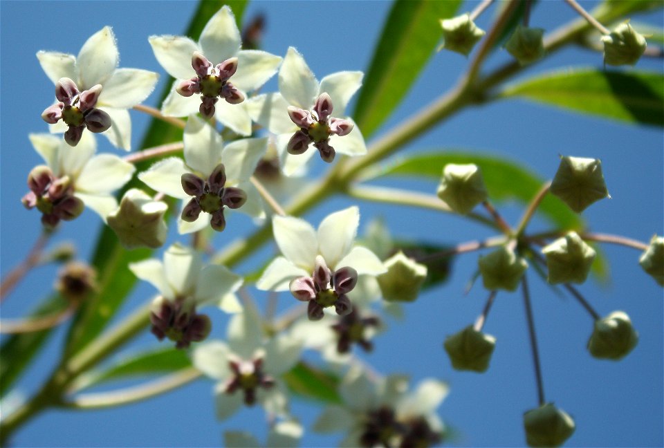 Gomphocarpus physocarpus flowers. Jardin Van den Hende, Université Laval, Québec City, Qc.