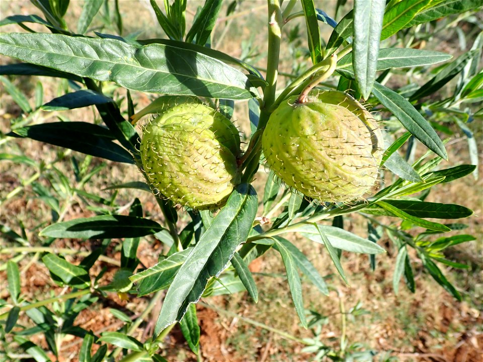 Gomphocarpus physocarpus