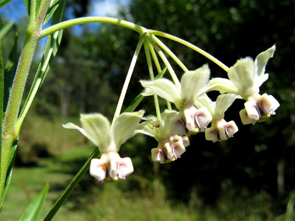 Gomphocarpus Physocarpus 'with spider' (syn. asclepias physocarpa)