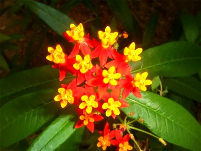 Asclepias curassavica, picture taken at the Passiflorahoeve, The Netherlands