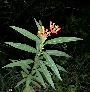 tropical milkweed (Asclepias curassavica) photo