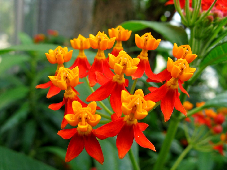 Asclepias curassavica flowers
