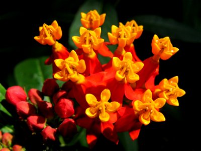 Asclepias curassavica flowers photo