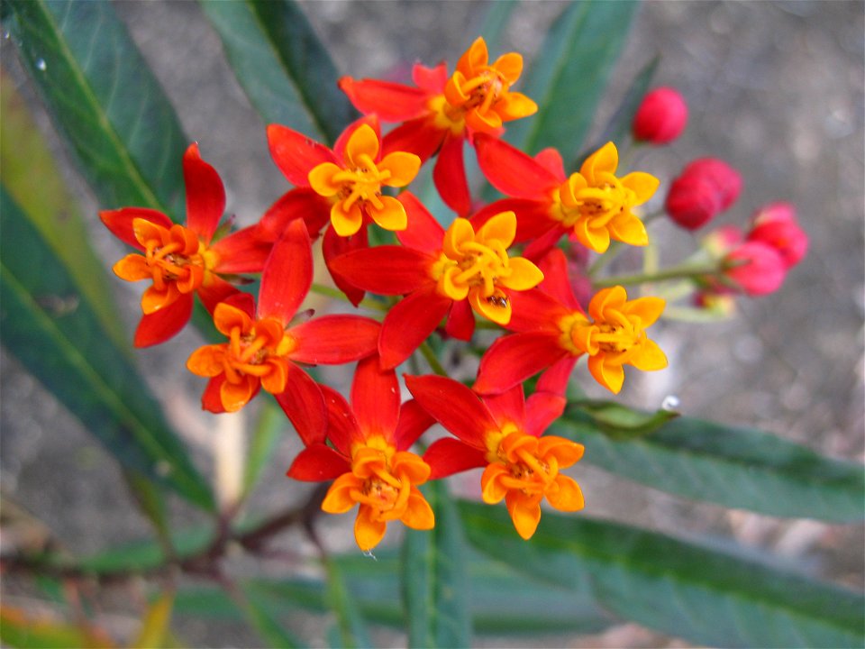 Asclepias curassivca