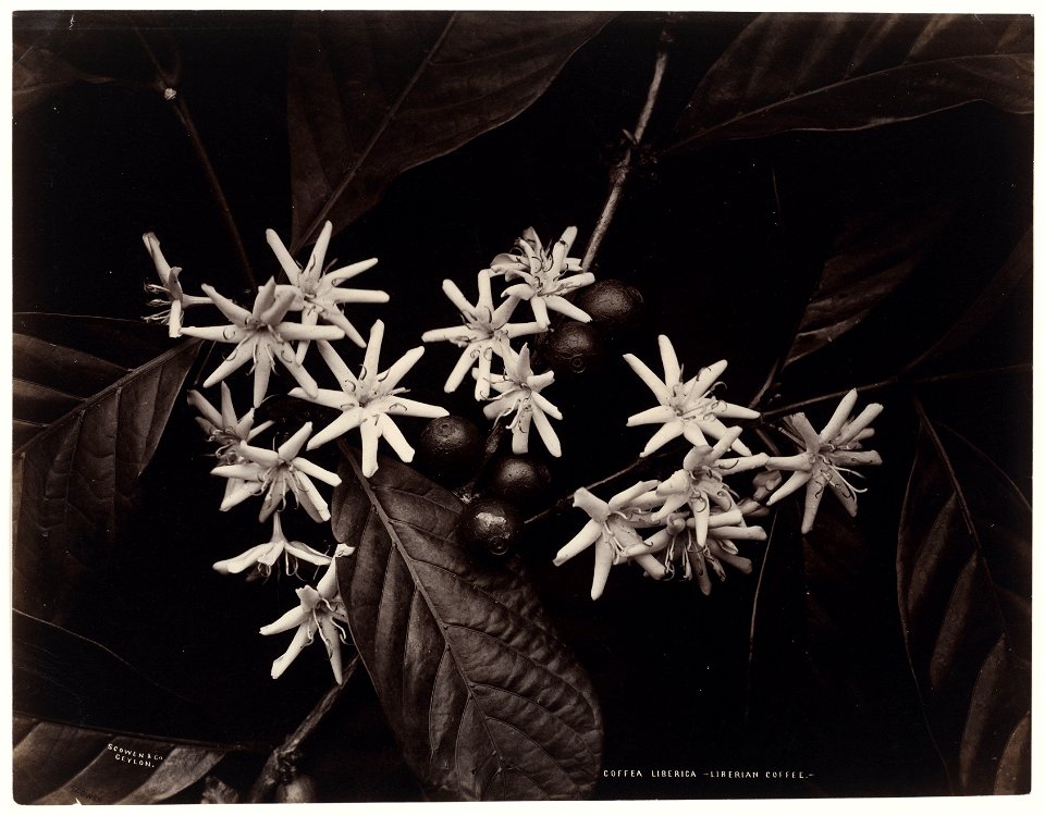 IdentificatieTitel(s): Bloesem van de Liberia-koffiestruikCoffea Liberica - Liberian Coffee (titel op object)Objecttype: foto Objectnummer: RP-F-F01197-AROmschrijving: Onderdeel van Album met 50 foto'