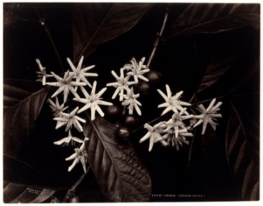 IdentificatieTitel(s): Bloesem van de Liberia-koffiestruikCoffea Liberica - Liberian Coffee (titel op object)Objecttype: foto Objectnummer: RP-F-F01197-AROmschrijving: Onderdeel van Album met 50 foto'