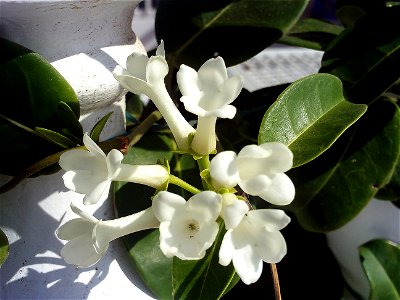 Marsdenia floribunda flower close up, Torrelamata, Torrevieja, Alicante, Spain photo