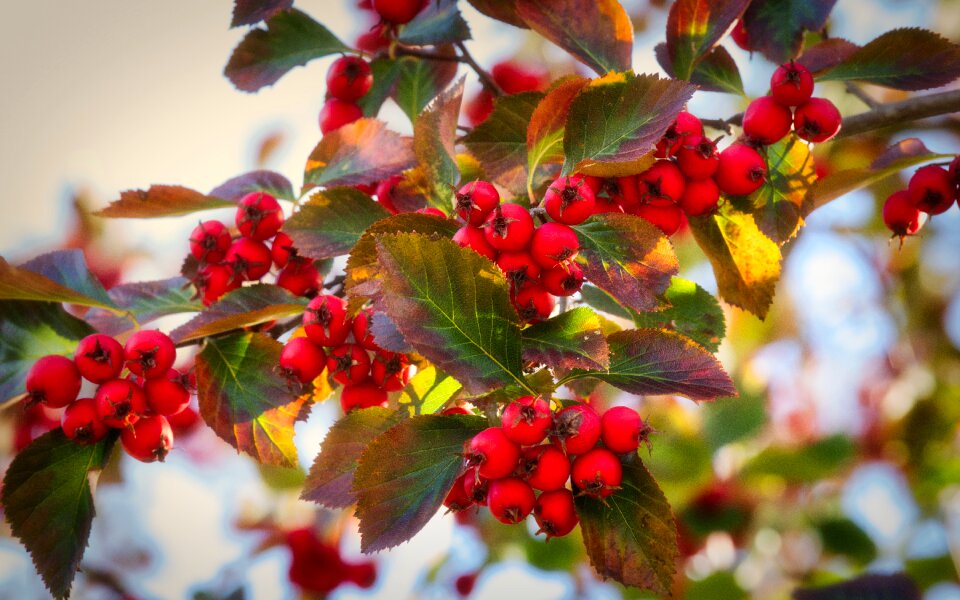 Autumn fruits close up
