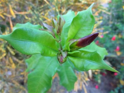 Leaves and flower bud of the golden trumpet (Allamanda cathartica) in Wacu Laea village, Buton Island, Southeast Sulawesi, Indonesia