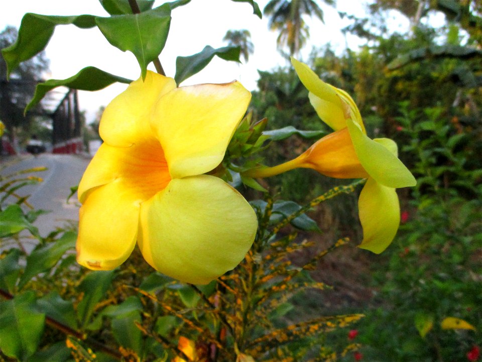 Flowers of the golden trumpet (Allamanda cathartica) in Wacu Laea village, Buton Island, Southeast Sulawesi, Indonesia