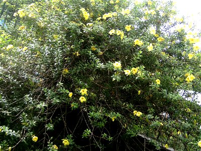 green plants