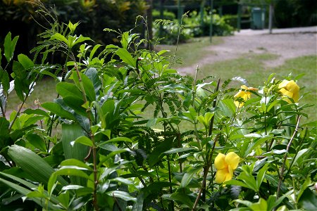 Yellow tropical flowers with large caterpillars, taken on the island of Domenica in the Caribbean.