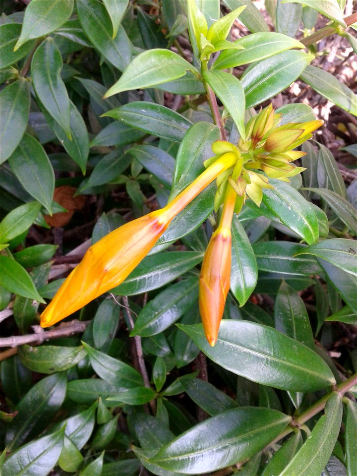 அல்லமந்தா
Botanical name - Allamanda cathartica
Common name: Golden Trumpet Vine 
Allamanda cathartica
Has been used to treat liver tumors, jaundice   and malaria; Found useful in 
acute abdominal pai