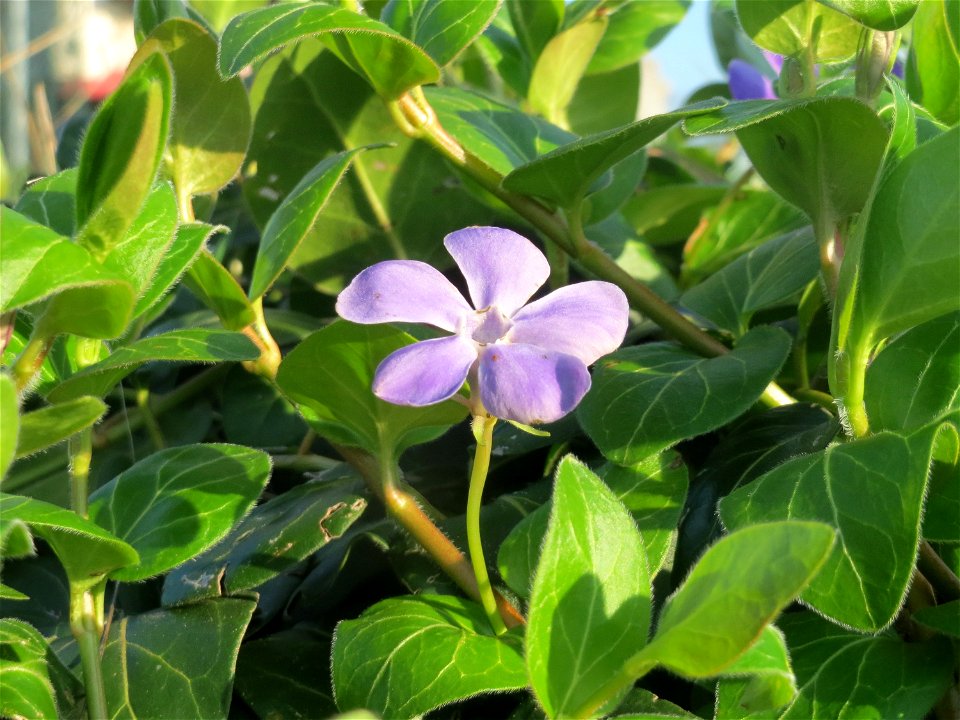 Großes Immergrün (Vinca major) im Hockenheimer Rheinbogen