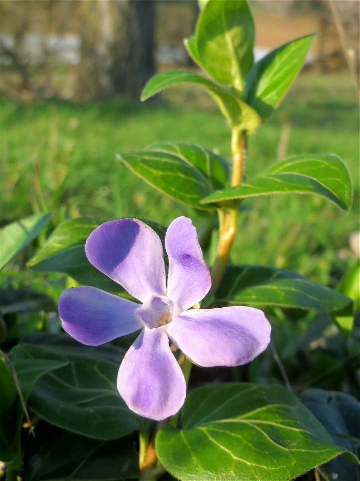 Großes Immergrün (Vinca major) im Hockenheimer Rheinbogen