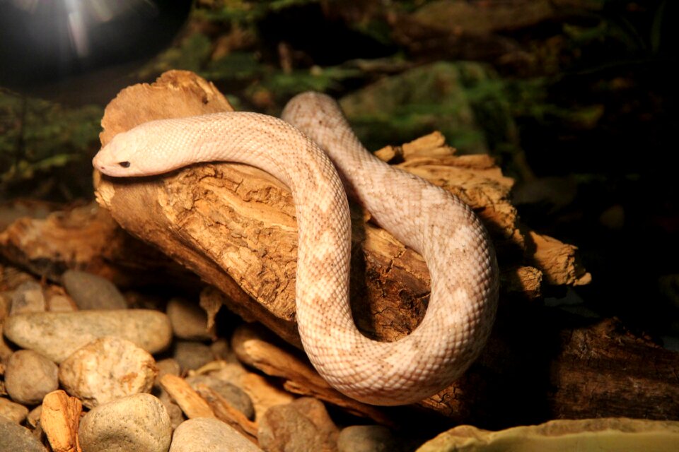 Reptile creeps animals