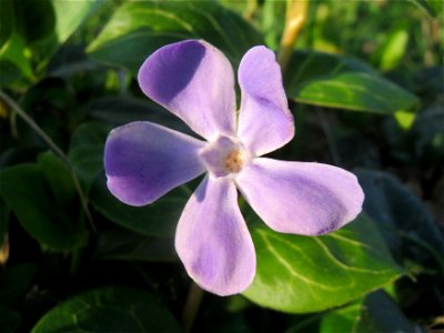 Großes Immergrün (Vinca major) im Hockenheimer Rheinbogen