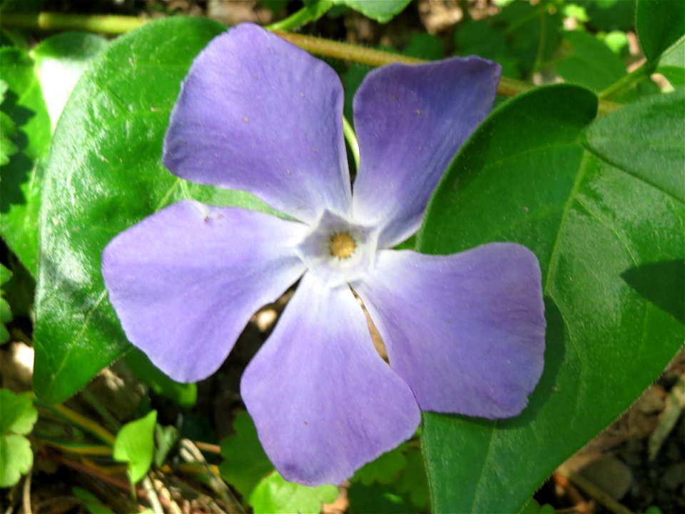 Großes Immergrün (Vinca major) am Heidenhübel in Alt-Saarbrücken