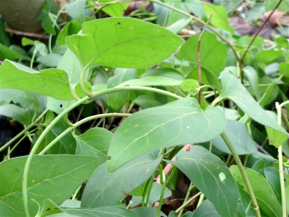 Grundblätter vom Großen Immergrün (Vinca major) in Saarbrücken