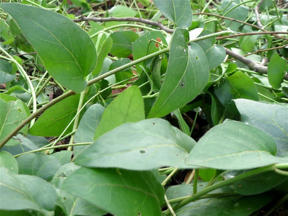 Grundblätter vom Großen Immergrün (Vinca major) in Saarbrücken