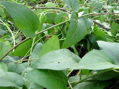 Grundblätter vom Großen Immergrün (Vinca major) in Saarbrücken