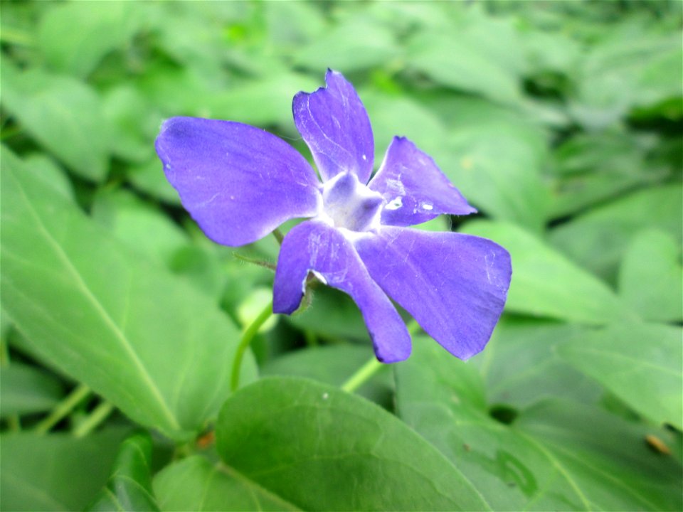 Großes Immergrün (Vinca major) in Saarbrücken