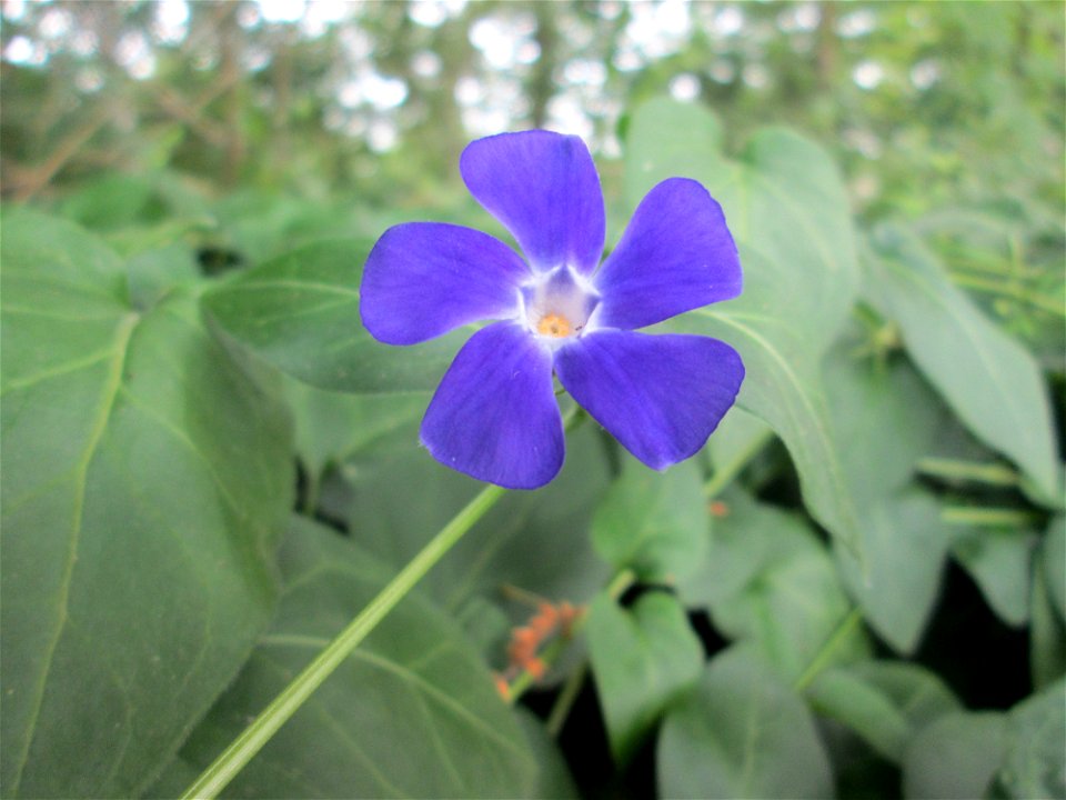Großes Immergrün (Vinca major) in Saarbrücken