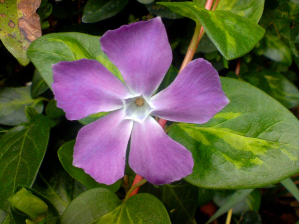 Vinca major flower.