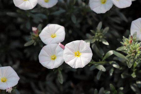 Garden leaf floral