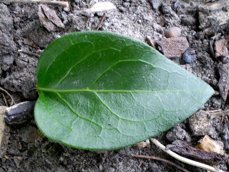 vinca major  grote maagdenpalm