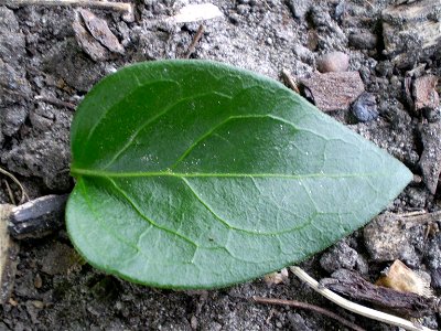 vinca major  grote maagdenpalm