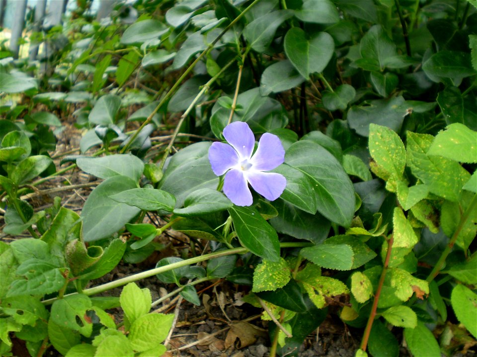 vinca major  grote maagdenpalm