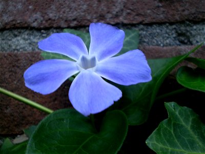 vinca major  grote maagdenpalm