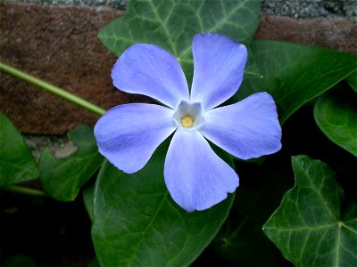 vinca major  grote maagdenpalm