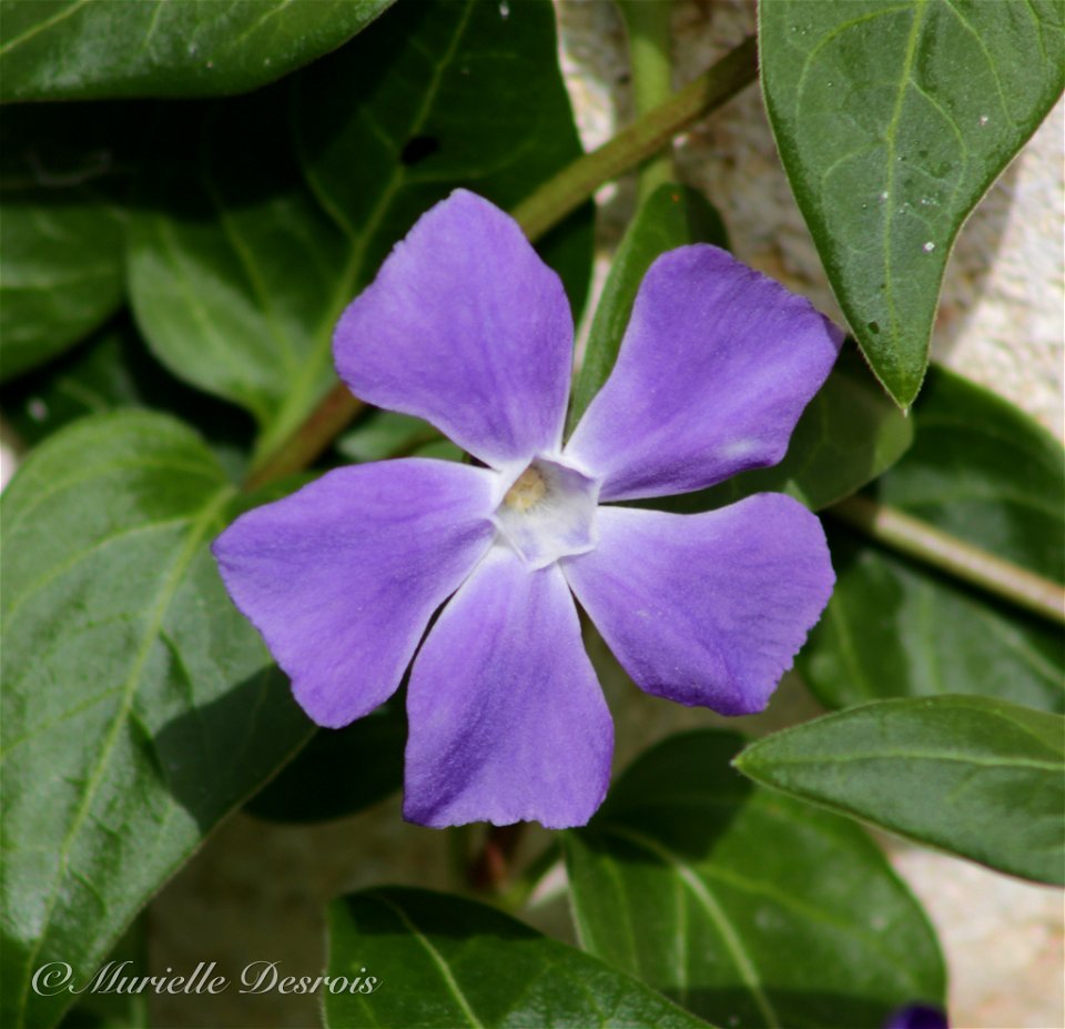 greater periwinkle (Vinca major)