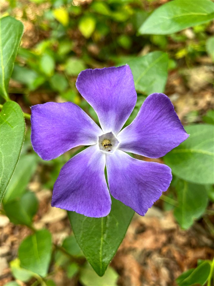 greater periwinkle (Vinca major)