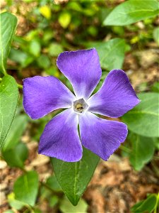 greater periwinkle (Vinca major)