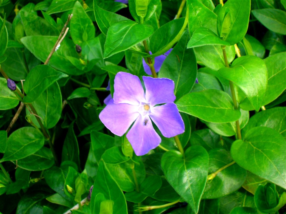 Vinca major and foliage. Greater Periwinkle. Chapeltoun, North Ayrshire, Scotland