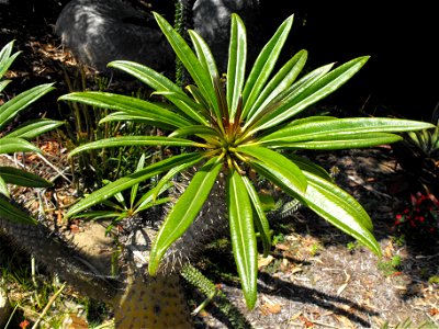 A photograph of Pachypodium lamerei. photo