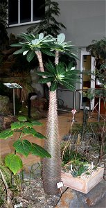 Pachypodium lamerei, Prague botanic garden Date= January 2008 Author= Karelj photo