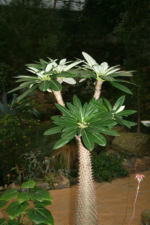 Pachypodium lamerei, Prague botanic garden
Date= January 2008

Author= Karelj