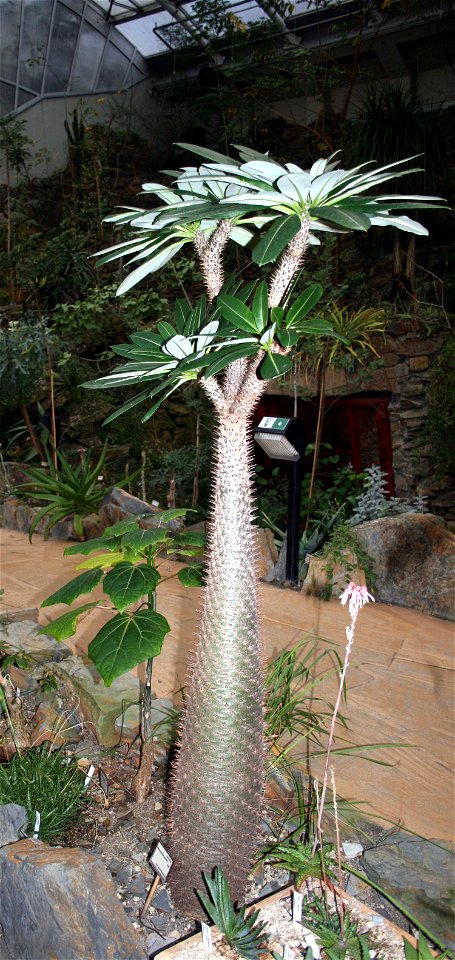 Pachypodium lamerei, Prague botanic garden
Date= January 2008

Author= Karelj