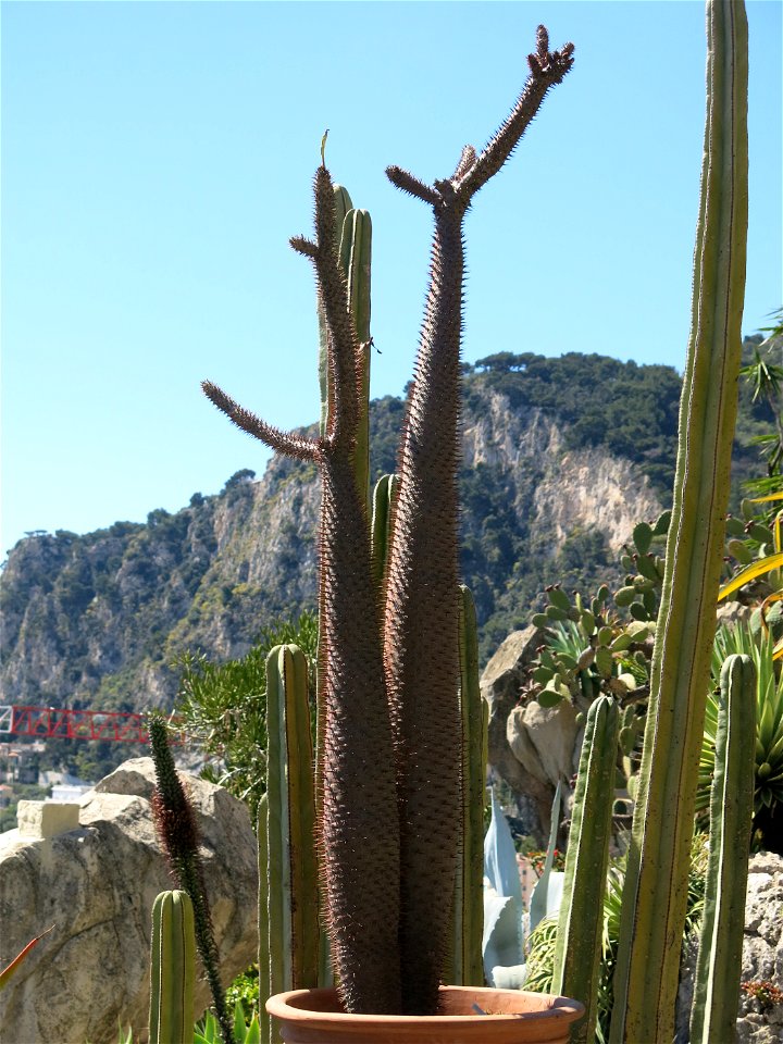 Pachypodium lamerei in the exotic garden of Monaco. Identified by its botanic label.
Français :  Pachypodium lamerei au jardin exotique de Monaco. Identifié par son étiquette botanique.