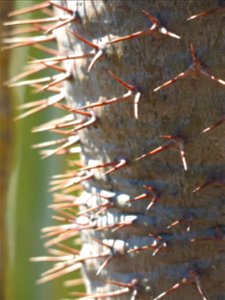 Spines of Pachypodium lamerei in the exotic garden of Monaco. Identified by its botanic label.
Français :  Épines de Pachypodium lamerei au jardin exotique de Monaco. Identifié par son étique