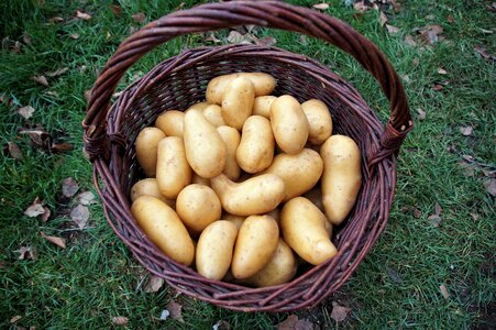 Vegetables bio vitamins