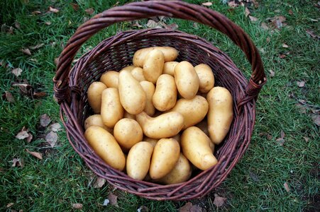 Vegetables bio vitamins photo