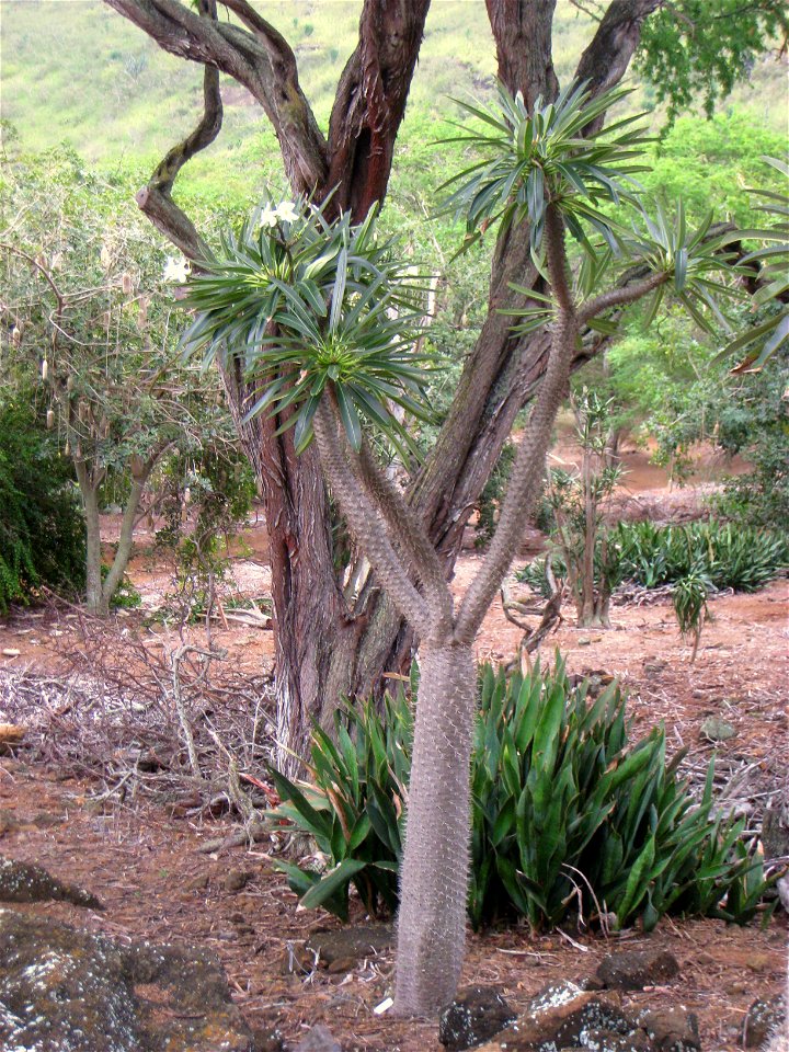 Pachypodium lamerei var. ramosum in the Koko Crater Botanical Garden, Honolulu, Hawaii, USA.